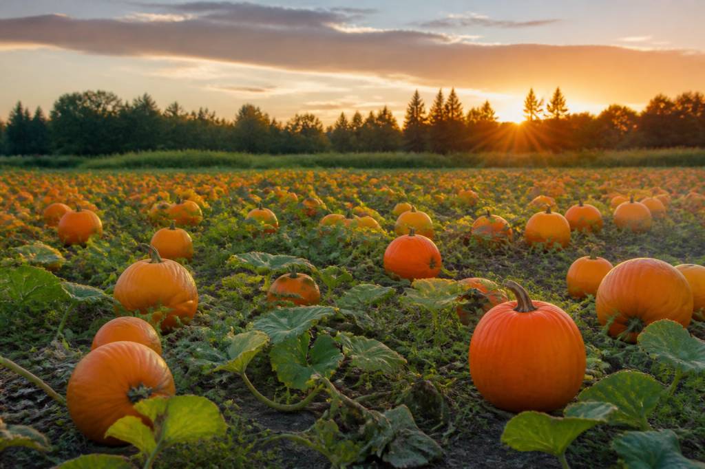 Campo di zucche in Italia: dove vivere un’esperienza autunnale tra natura e tradizione
