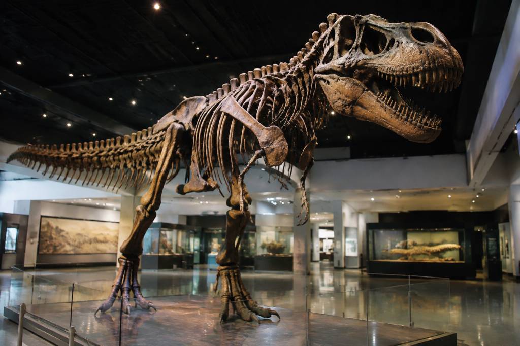 Musei dei dinosauri in Italia: i luoghi da visitare per scoprire il mondo preistorico